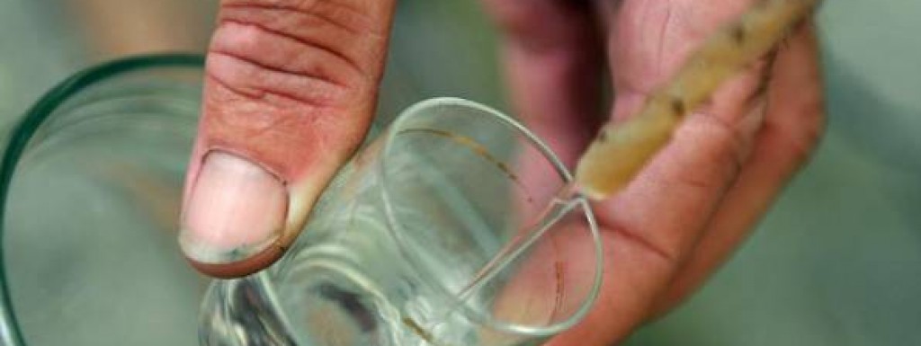 Upute za legalnu proizvodnju rakije