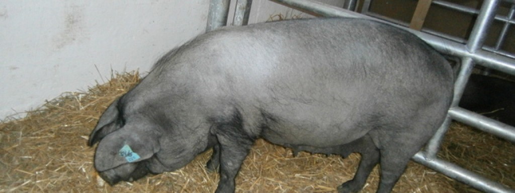 Zapažen uspjeh naših izlagača na 21. Jesenskom međunarodnom bjelovarskom sajmu u Gudovcu 