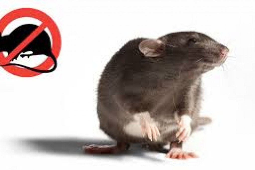 Obavijest i plan provedbe sustavne deratizacije u općini Nova Kapela 24.4.-7.5. 2024.