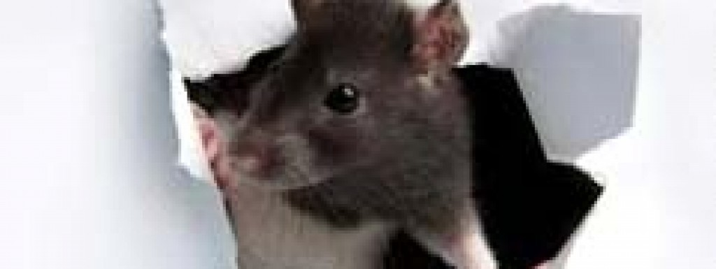 Obavijest o preventivnoj deratizaciji na području općine Nova Kapela 6.11-15.11.2023.