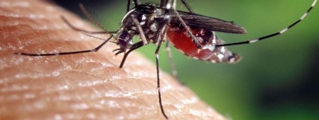 II.  larvicidni tretman komaraca na području općine Nova Kapela dana 09.07.2019.