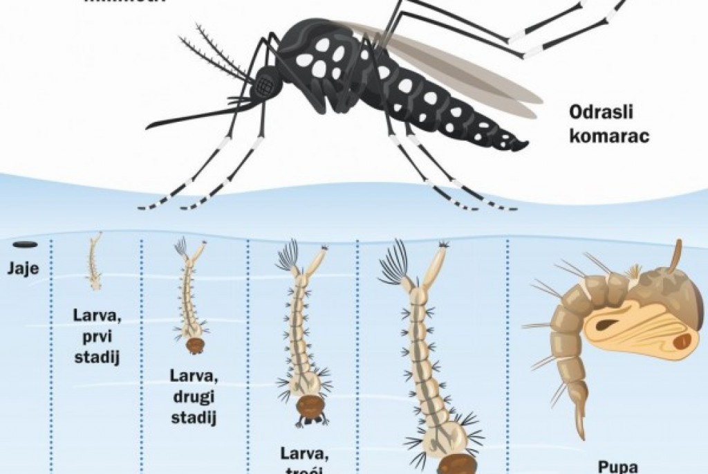 Obavijest o provedbi 1. larvicidnog tretmana komaraca  u općini Nova Kapela -12.5.2022.