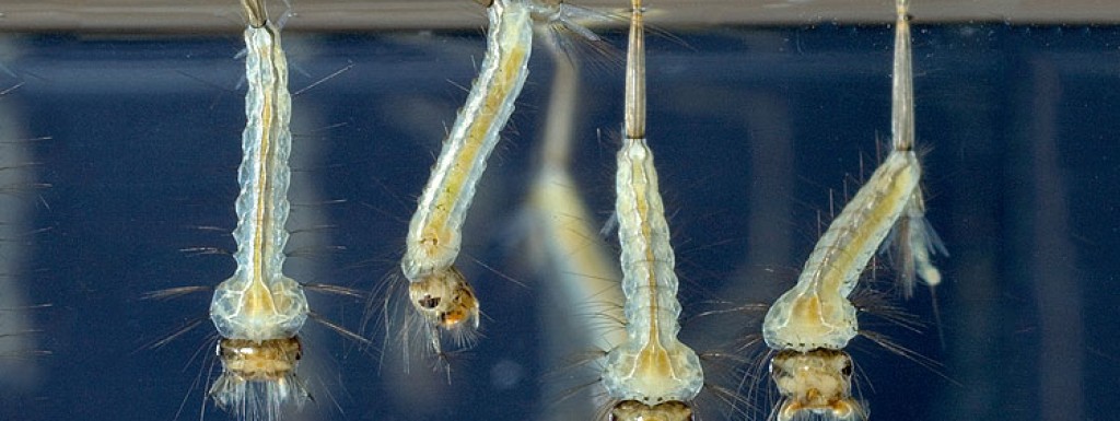 Obavijest o provedbi 2. larvicidnog tretmana komaraca _13.6.2024.