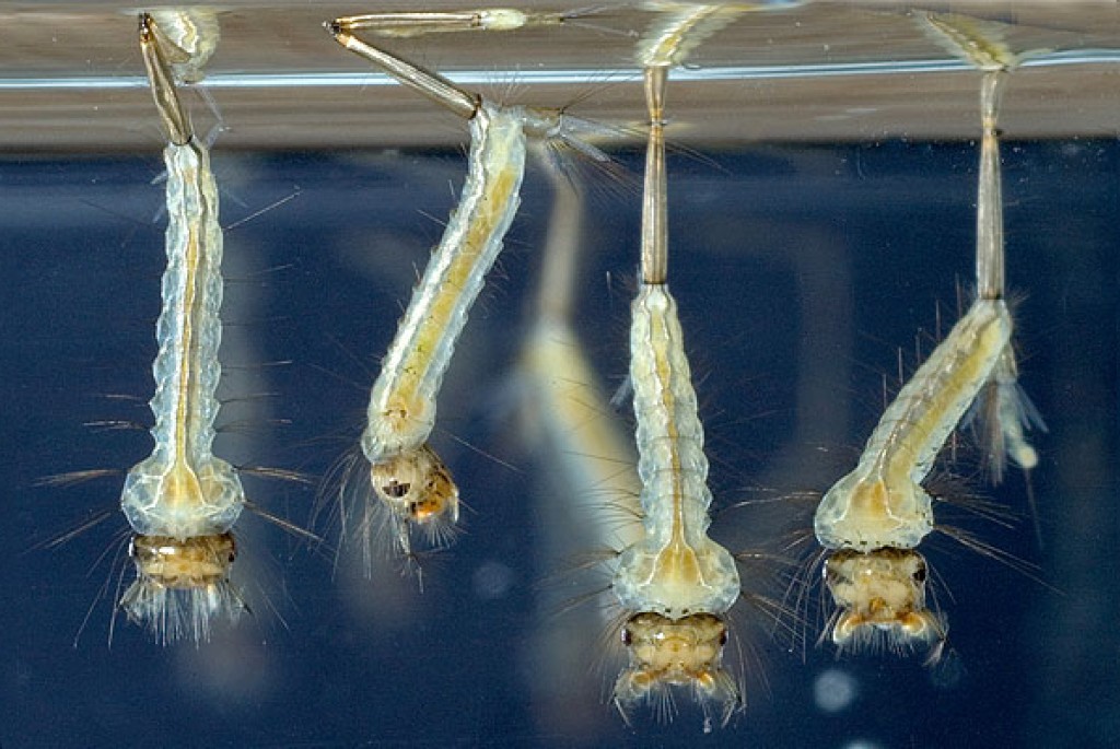 Obavijest o provedbi 2. larvicidnog tretmana komaraca _13.6.2024.