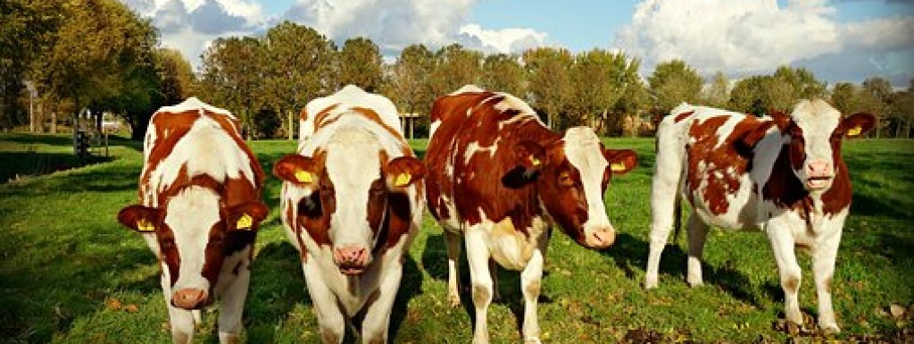 Javni poziv za dodjelu potpora male vrijednosti temeljem Programa potpore za unaprjeđenje govedarstva – krava prvotelki svih pasmina 2020.